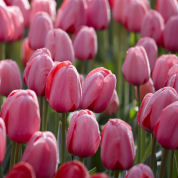 Tulipe Darwin 'Pink Impression'